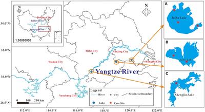Intensified sensitivity and adaptability of zooplankton Bosminidae in subtropical shallow freshwater lakes with increasing trophic level